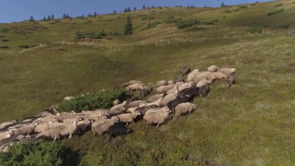 Un troupeau de moutons est pris dans les montagnes 