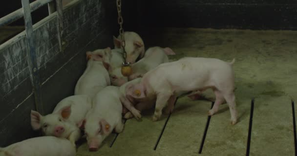 Many small pigs rest in the cage — Stock Video