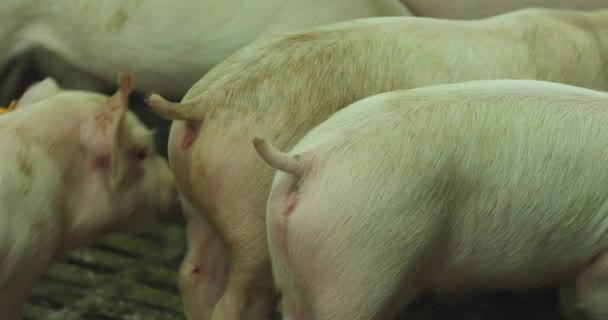 Twee kleine varkens zwaaien staarten — Stockvideo