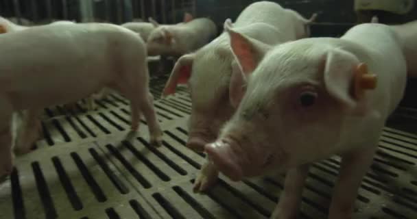 Primer plano de un cerdito — Vídeo de stock