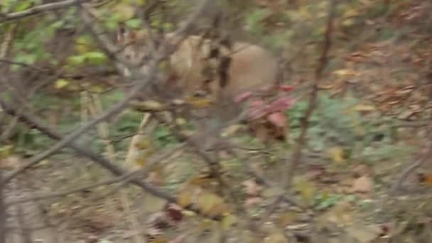 灰色の狼が森の中に沿って走る — ストック動画