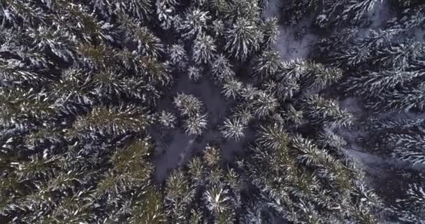 Bosque de invierno. Vista superior de árboles de coníferas de nieve — Vídeos de Stock