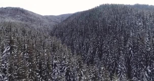 Sombre vue aérienne de la forêt d'hiver — Video