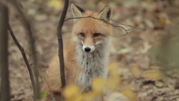 Fox rudy v lese — Stock video