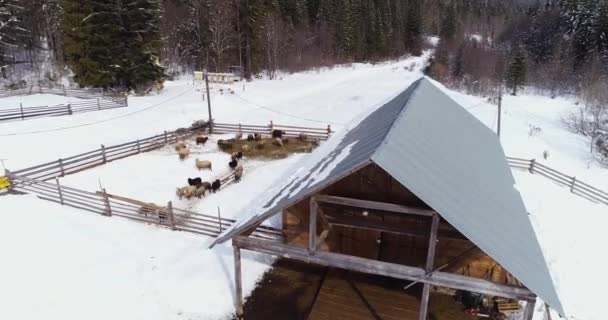 Sheep in the mountains on winter, Aerials — Stock Video