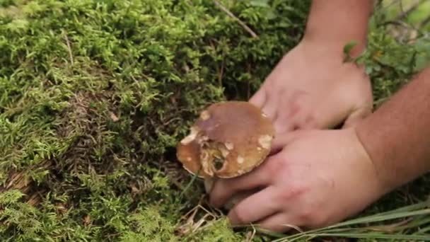 Uma mão masculina quebra um belo cogumelo branco — Vídeo de Stock