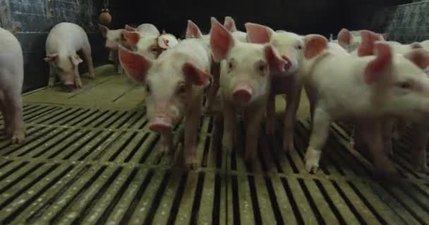 Um pequeno recinto com pequenos porcos — Vídeo de Stock