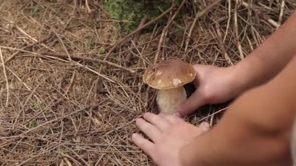 Een mannenhand breekt een witte paddestoel — Stockvideo