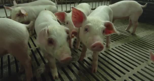 un couple de porcs courant vers la caméra 