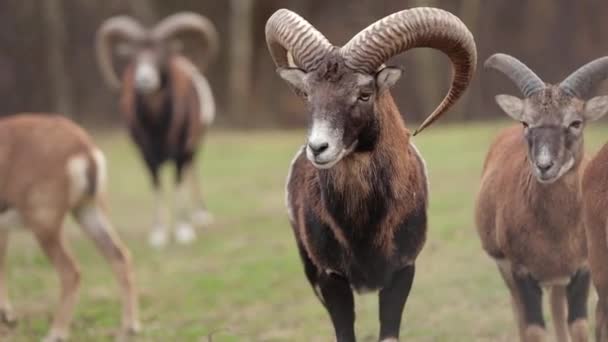 Beautiful portrait of European mouflon in full height — Stock Video