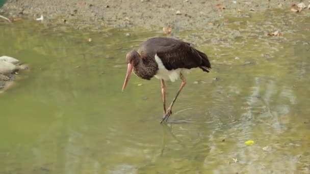 A rare black stork looking for prey — Stock Video