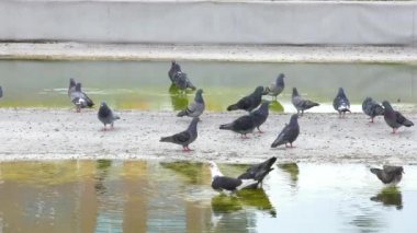 Yağmurdan sonra güvercinler evin çatısında.