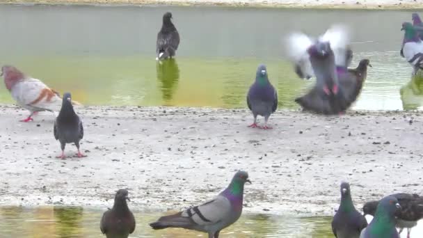 Tauben Auf Dem Dach Des Hauses Nach Dem Regen — Stockvideo