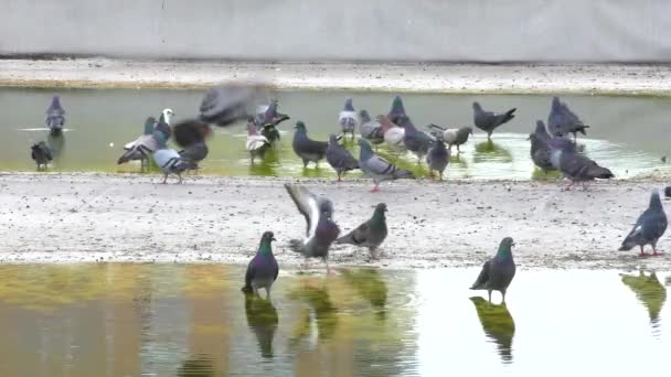 Pombas Telhado Casa Depois Chuva — Vídeo de Stock