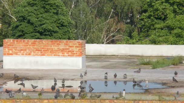 Ein Schwarm Tauben Auf Dem Dach Eines Hohen Hauses — Stockvideo