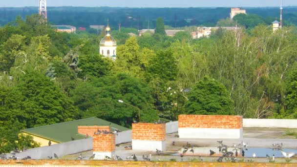 Stado Gołębi Dachu Wysokiego Domu — Wideo stockowe