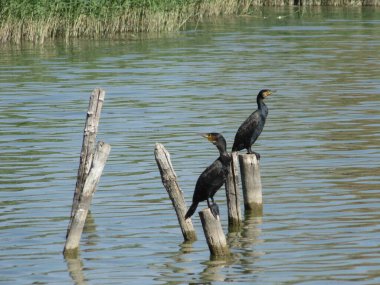 Karabataklar bir nehrin arka planında dallarda otururlar.