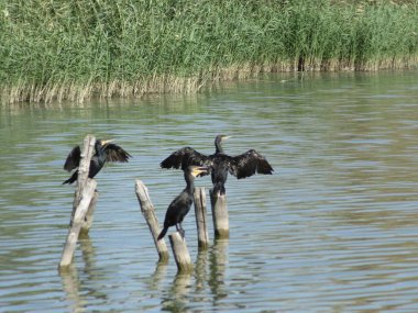 Kanatlarını açan bir karabatak, gölün üzerinde bir dalda oturur ve güneşin tadını çıkarır.