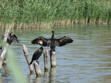 Kanatlarını açan bir karabatak, gölün üzerinde bir dalda oturur ve güneşin tadını çıkarır.