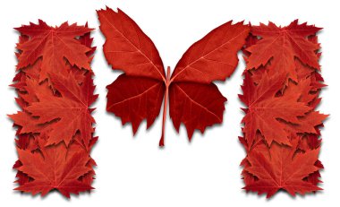 Success in Canada and canadian opportunity concept or snow bird migrate,southward,as red maple leaf symbol shaped as a butterfly flying up as an icon of northern immigration in a 3D illustration style. clipart