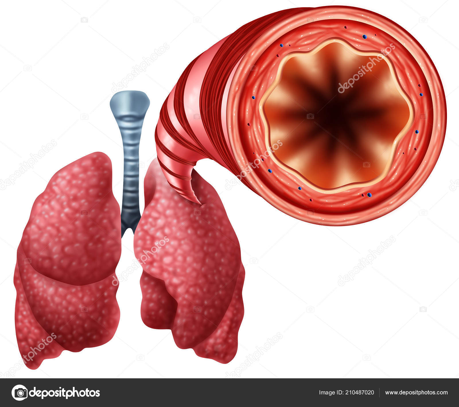 Healthy Bronchial Tube Human Lungs Close Anatomy Medical Symbol Open ⬇