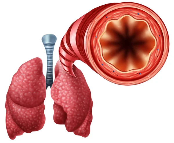 Tube Bronchique Sain Avec Poumons Humains Fermer Anatomie Comme Symbole — Photo