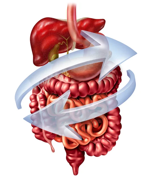 Funkcja Układu Pokarmowego Jako Koncepcja Anatomia Trawienie Tym Wątroby Trzustki — Zdjęcie stockowe