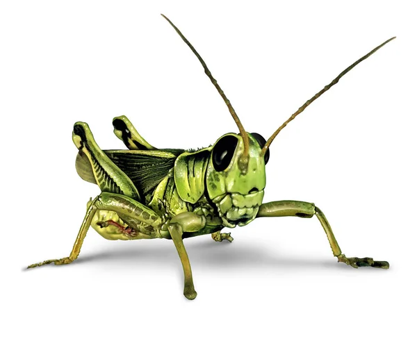 Heuschreckeninsekt Auf Weißem Hintergrund Als Entomologisches Symbol Oder Landwirtschaftlicher Schädling — Stockfoto