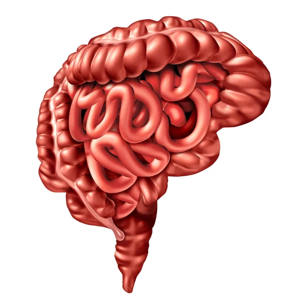 Gut Brain Axis Concept Digestive System Human Thinking Organ Connected — Stock Photo, Image