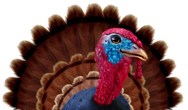 Plumes Dinde Thanksgiving Personnage Rapproché Comme Une Icône Oiseau Drôle — Photo