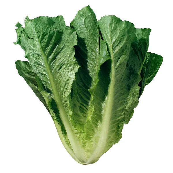 Romaine Lettuce Isolated White Background Fresh Green Leafy Salad Vegetable — Stock Photo, Image