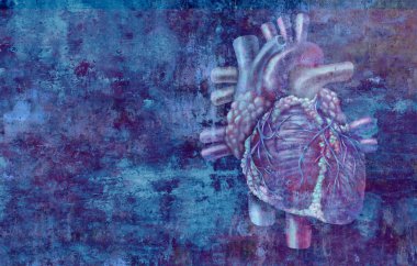 Human heart concept anatomy on a grunge background as a medical health care symbol  or cardiology icon of an inner cardiovascular organ in a 3D illustration style. clipart