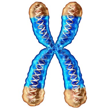 Telomere concept isolated and telomeres located on the end caps of a chromosome resulting in aging by damaging DNA or protection resulting in living longer or longevity as a medical microscopic 3D illustration. clipart