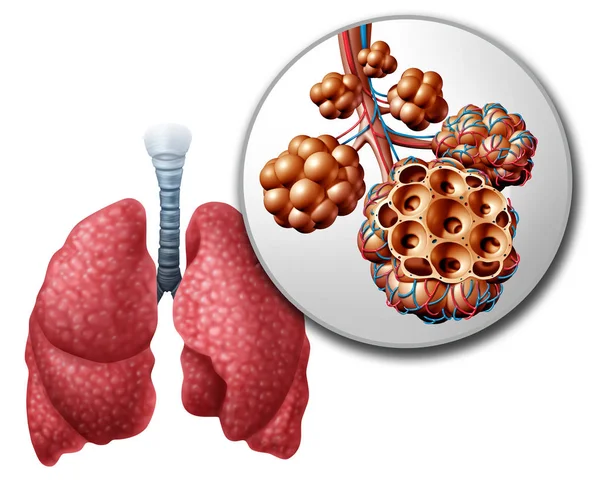 Polmone Pulmonari Alveoli — Foto Stock