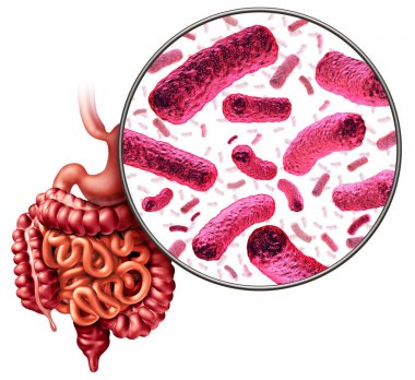 Digestion Bacteria clipart