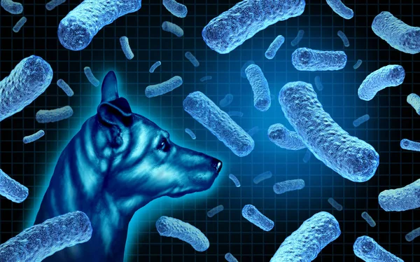 Canine brucellosis — Stok Foto