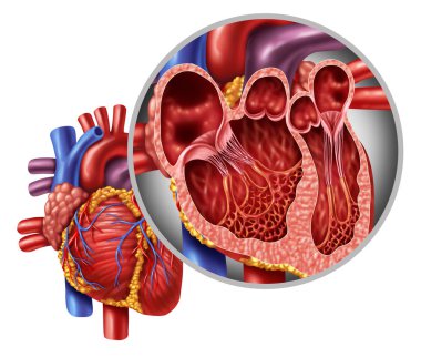 Heart Anatomy Concept clipart