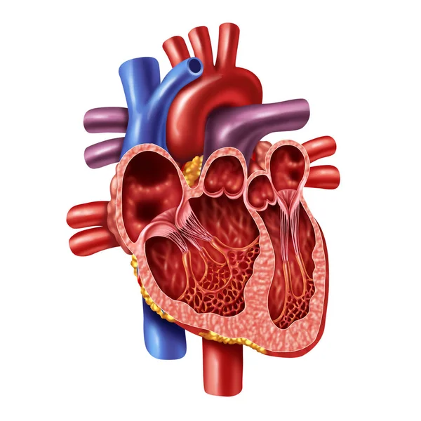 Anatomia interna do coração humano — Fotografia de Stock