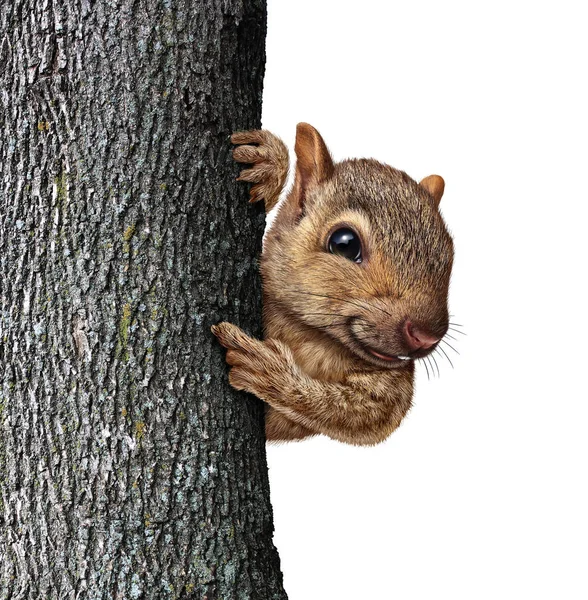 Ardilla detrás del árbol —  Fotos de Stock