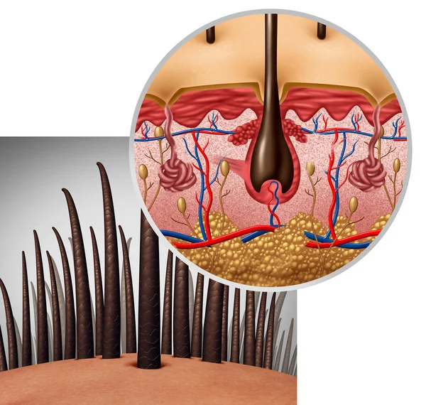 Anatomia do Folículo de Cabelo — Fotografia de Stock