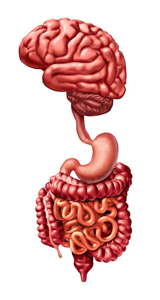 脑胃连接 — 图库照片