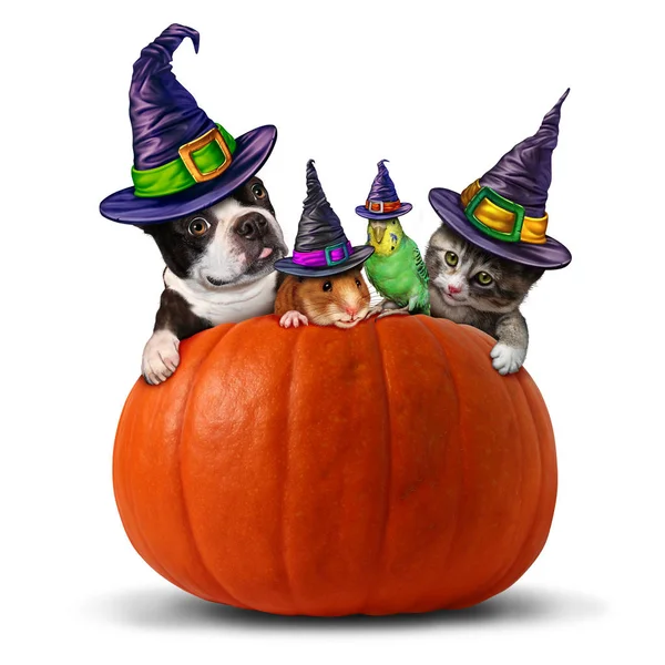 Pet Halloween — Stock Photo, Image