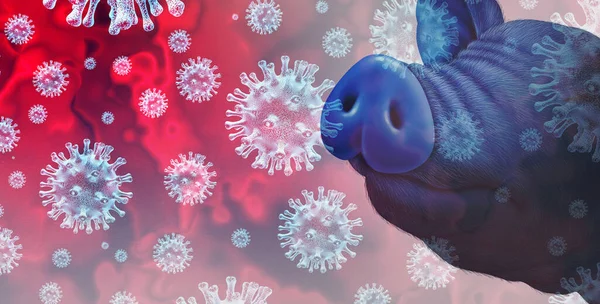 Schweinevirus Und Grippe Von Infizierten Nutztieren Als Schweine Und Schweine — Stockfoto