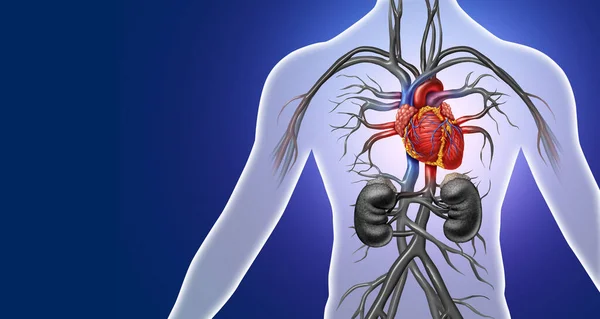 Anatomía Del Corazón Humano Cuerpo Sano Aislado Sobre Fondo Blanco — Foto de Stock