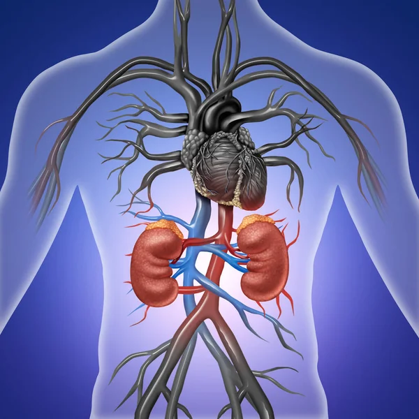 红色和蓝色动脉的人体肾作为泌尿系统内部解剖的医学图解 以三维图解的形式显示 — 图库照片