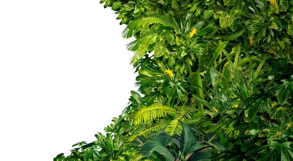 Selva Tropical Como Quadro Branco Com Plantas Verdes Ricas Como — Fotografia de Stock