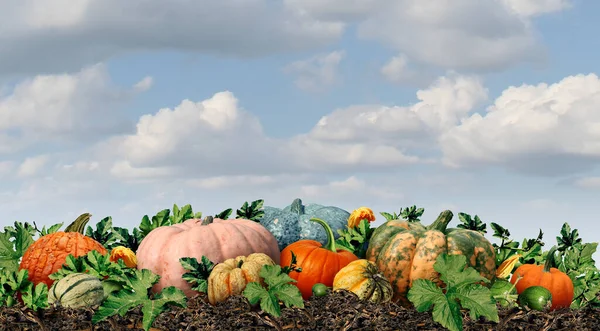 Pumpkin Farm Harvest Autumn Squash Harvested Outdoor Farmer Marketwith Fresh — Stock Photo, Image