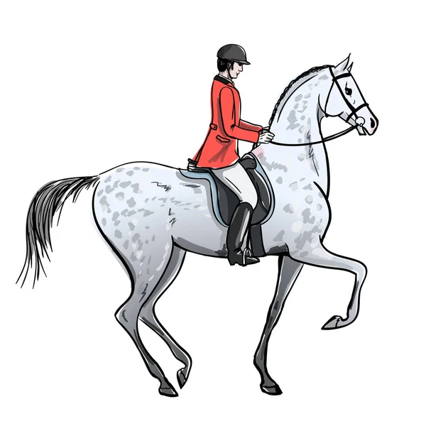 Hombre Jinete Caballo Gris Manzana Sobre Blanco Jinete Con Chaqueta — Vector de stock