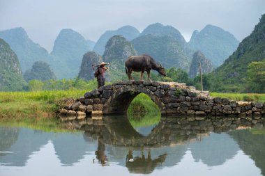 Guilin, Çin - 20 Eylül 2017: Bir çiftçi Huixiang, karstik ve kireçtaşı manzara ile küçük bir kasaba, bir gün işten sonra onun buffalo eve yürüyor 
