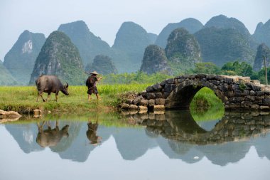Çiftçi onun buffalo paddy alanındaki Huixiang, Guilin, Çin, karstik ve kireçtaşı manzara ile küçük bir kasaba, eğilimi